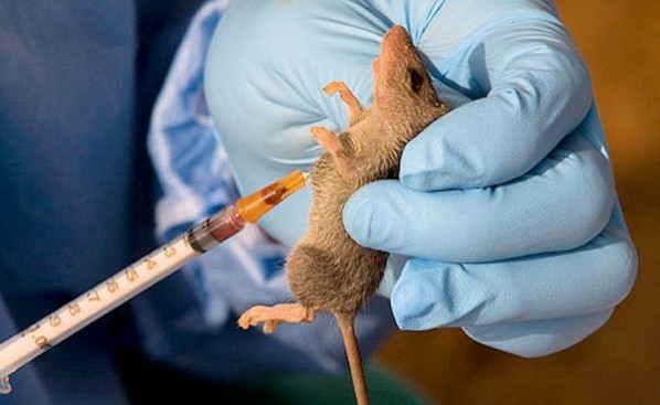 Lassa fever