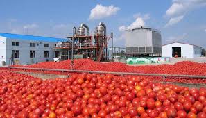 Tomato