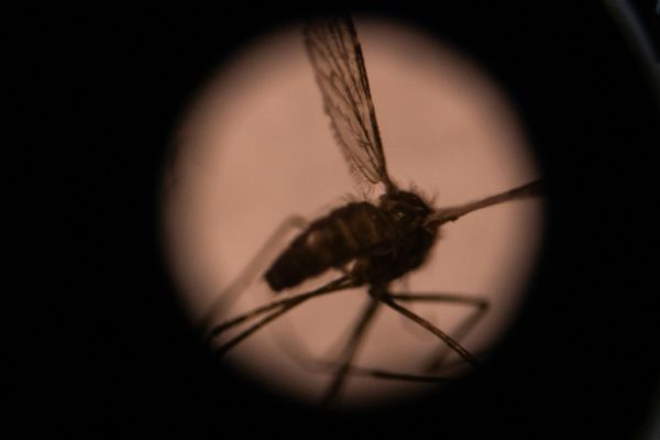 Who Warns Malaria Deaths Could Double During Virus Pandemic